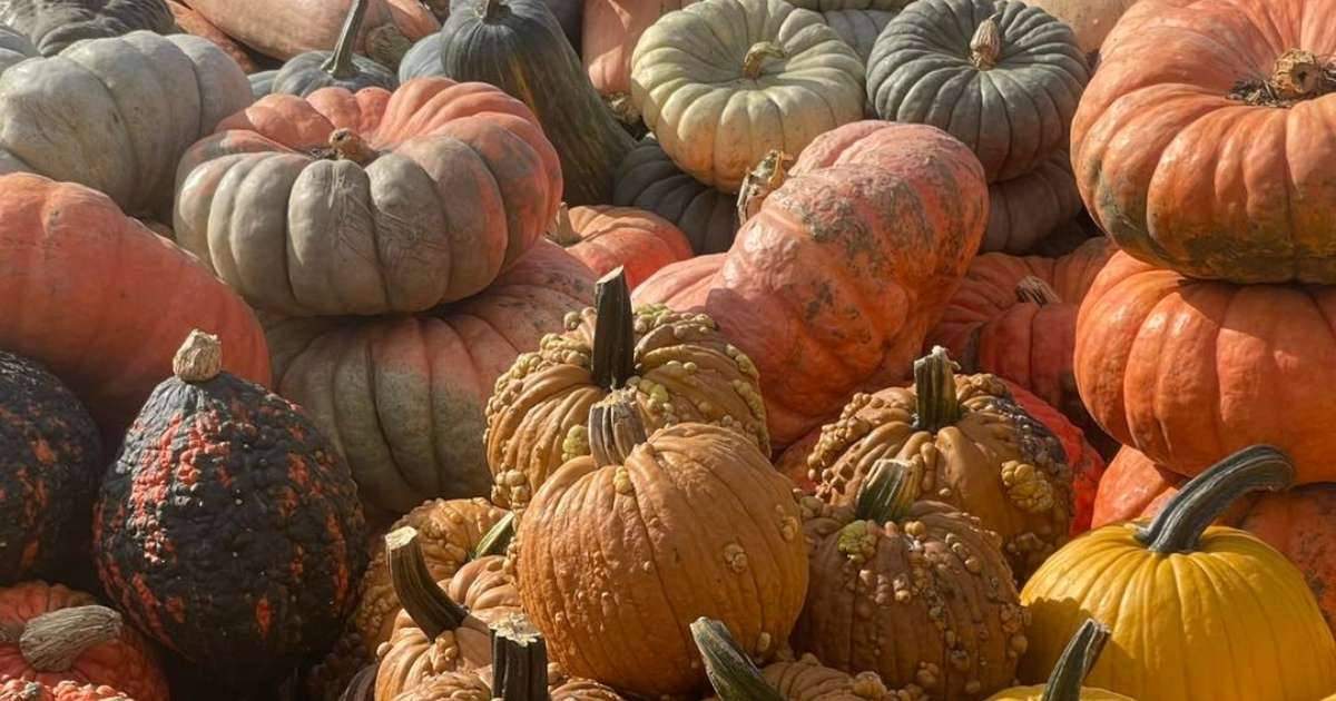 A collection of pumpkins from the Great Pumpkin Patch