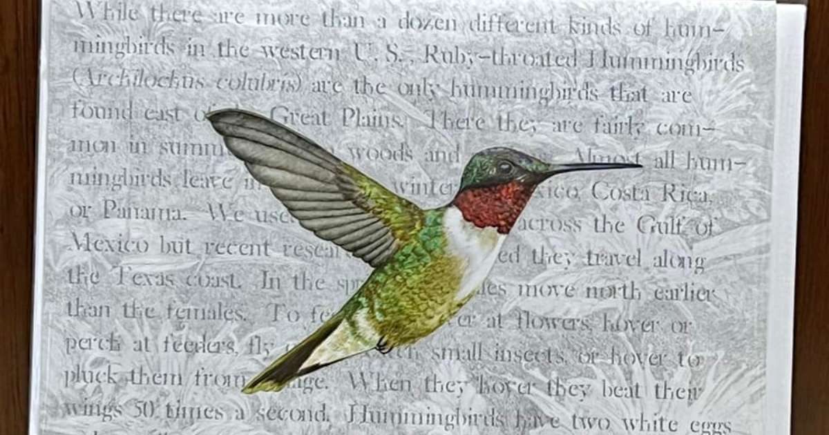 A hummingbird postcard at The Vault Art Gallery