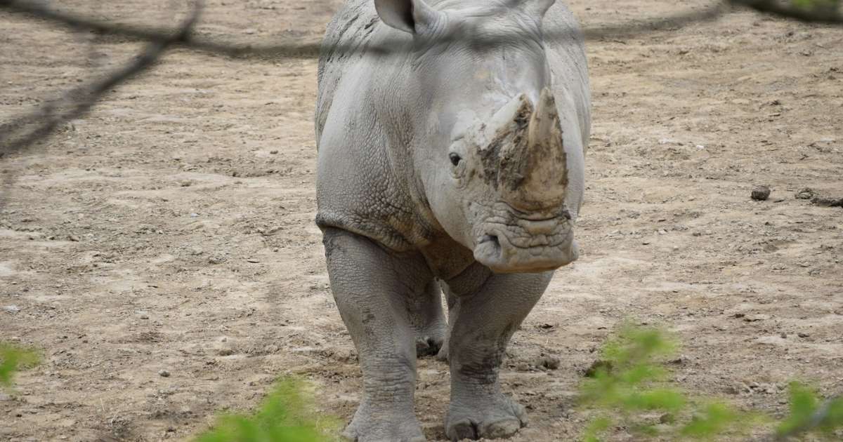 A hippo at the Peoria Zoo