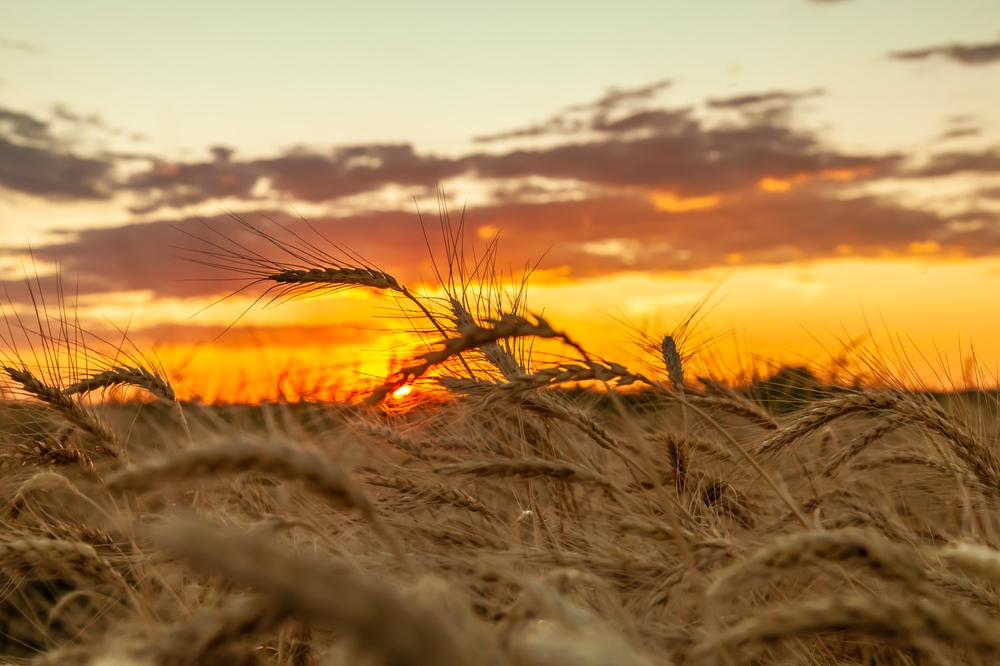 Ripe,Golden,Wheat,Spikelets,On,The,Field,In,Beautiful,Sunset